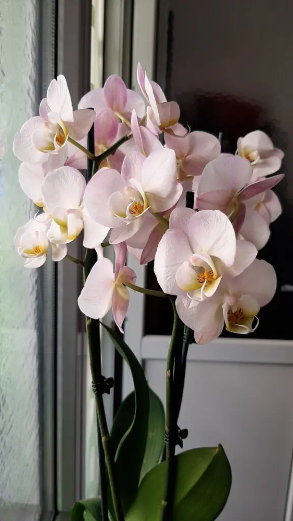12 orchid r 1 576x1024 1